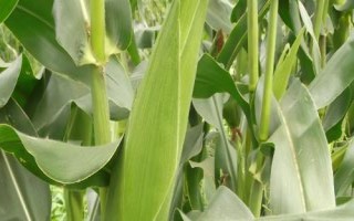 仲糯5号玉米种子介绍，中等肥力以上地块栽培