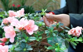 杜鹃花怎么修剪能开花爆盆，要在植株花期结束后进行