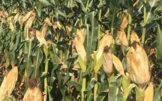荃玉508玉米种子简介,大喇叭口期防治玉米螟