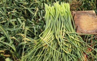 蒜苔怎么长出，大蒜长到一定程度就会分化出细长的茎