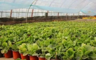 让仙客来种子快速发芽的方法，要放在适温环境中催芽并喷水保湿