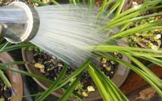 兰花的养殖要点，每年都需要换盆一次