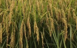 旱两优8208水稻种子介绍,尤其秧田期注意防治稻飞虱