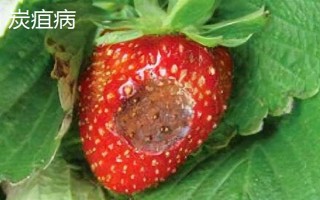 大棚草莓为什么烂果,主要原因是田间积水、发生病害
