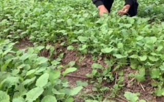 下雨天为什么不能种油菜，原因是土壤中的水分过多、油菜的根系容易缺氧