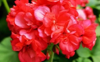 天竺葵缺水有什么症状，表现为枝叶干枯、盆土干燥等