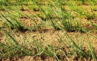 沙葱的亩产量，亩产量通常有2000斤左右