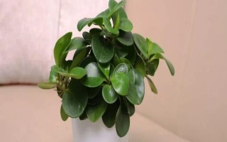 怎么给碧玉换土，养殖1-2年后就要进行换土一次