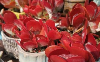 唐印怎么繁殖，可采取扦插和播种的方法