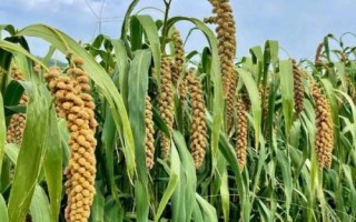 如何提高农作物的产量，首先选择高产品种