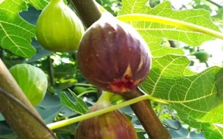 无花果的种植前景，当前市场需求大前景可观