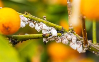 为沙糖桔保花保果的方法，剪除生长不良的枝叶能让花朵和果实吸收更多养分