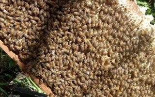 怎么防治蜜蜂螺原体病,早春要注意做好通风降湿工作