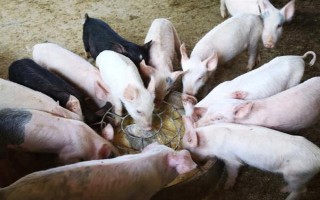 1到3个月的猪仔如何喂养，一个月后要进行断奶处理