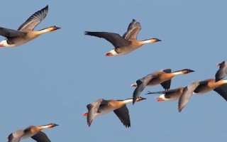 大雁的生活习性，有季候性迁移、集群生活、团队分工明确等