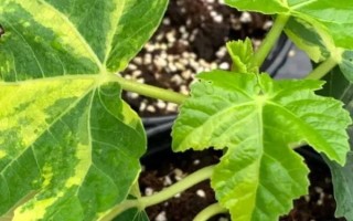 佛手瓜在几月成熟，一般在9-10月成熟