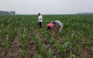 玉米大斑病的发病症状，主要为害叶片