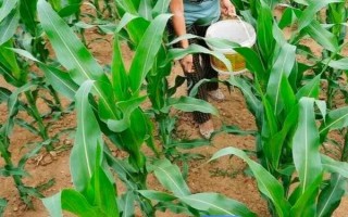 晋单73玉米种子的特征特性，从出苗到成熟需要127天