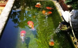 初次养鱼的注意事项，要选择容易养活的品种