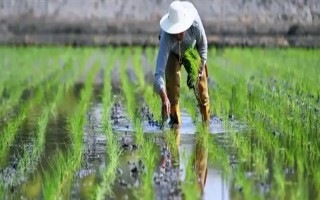 水稻插秧后的田间管理方法，大苗移栽后可以灌深一些水