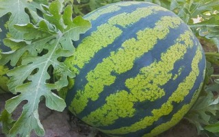 无籽西瓜运用了哪些技术,运用了人工诱导多倍体的技术
