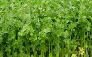 芹菜田除草方法，播后苗前的施药效果更佳