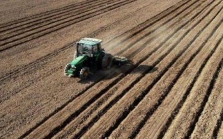 油菜高产技术，移栽前1天要浇透苗床水