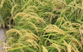 泰优7203水稻种子介绍,每亩大田用种量0千克