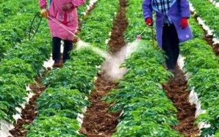 油菜如何顺利过冬，寒流过后要及时查苗