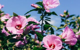 木槿花叶片掉完能不能活，根系保持健康便不会死亡