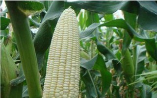 明玉19玉米种子特点，中抗大斑病和茎腐病
