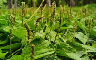 车前草的形态特征，长度在12厘米左右