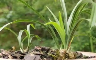 8月份能不能给兰花换盆，可以更换但不是最佳时期
