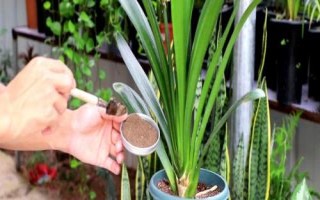 君子兰的施肥技巧，需要充足基肥外加定期追肥