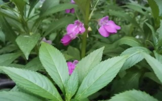 凤仙花叶子蔫了的原因,可能是浇水不当或光照过强所致