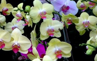 蝴蝶兰的养殖方法,栽种前要对盆土消毒