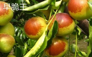 枣树品种介绍,月光枣脆嫩多汁、属于罕见的鲜食品种