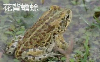 蟾蜍真的会吃蛇吗，会捕食蛇类且不罕见
