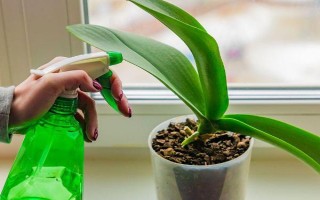 君子兰流出黑色液体如何解决，清理伤口经过消毒后再换土重栽