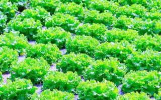 温室蔬菜停滞不长的原因，有可能是因为地温不足