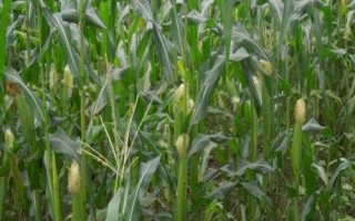 广糯9号玉米品种的特性，抗病性接种鉴定高抗小斑病