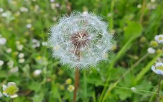 农村常见的野草，常见的有苘麻、艾草等