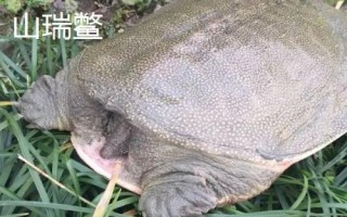 水鱼的简介，别称甲鱼