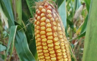 天玉612玉米种子特征特性，生育期136.1天