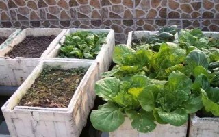 泡沫箱种菜有没有毒，无毒但尽量不长期使用