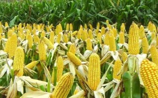 伊单410玉米品种的特性,播种前进行种子包衣处理