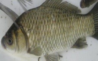 鲫鱼的种类介绍,品种众多分布于我国各地的江河