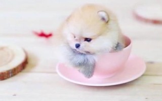 茶杯犬喂哪种食物，一岁左右主喂牛奶和鸡蛋、超过一岁后主喂狗粮