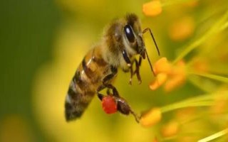 蜂王产卵后还会交尾吗，通常不会再进行交尾