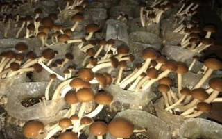 茶树菇如何种植才能高产，接种时要确保环境无菌